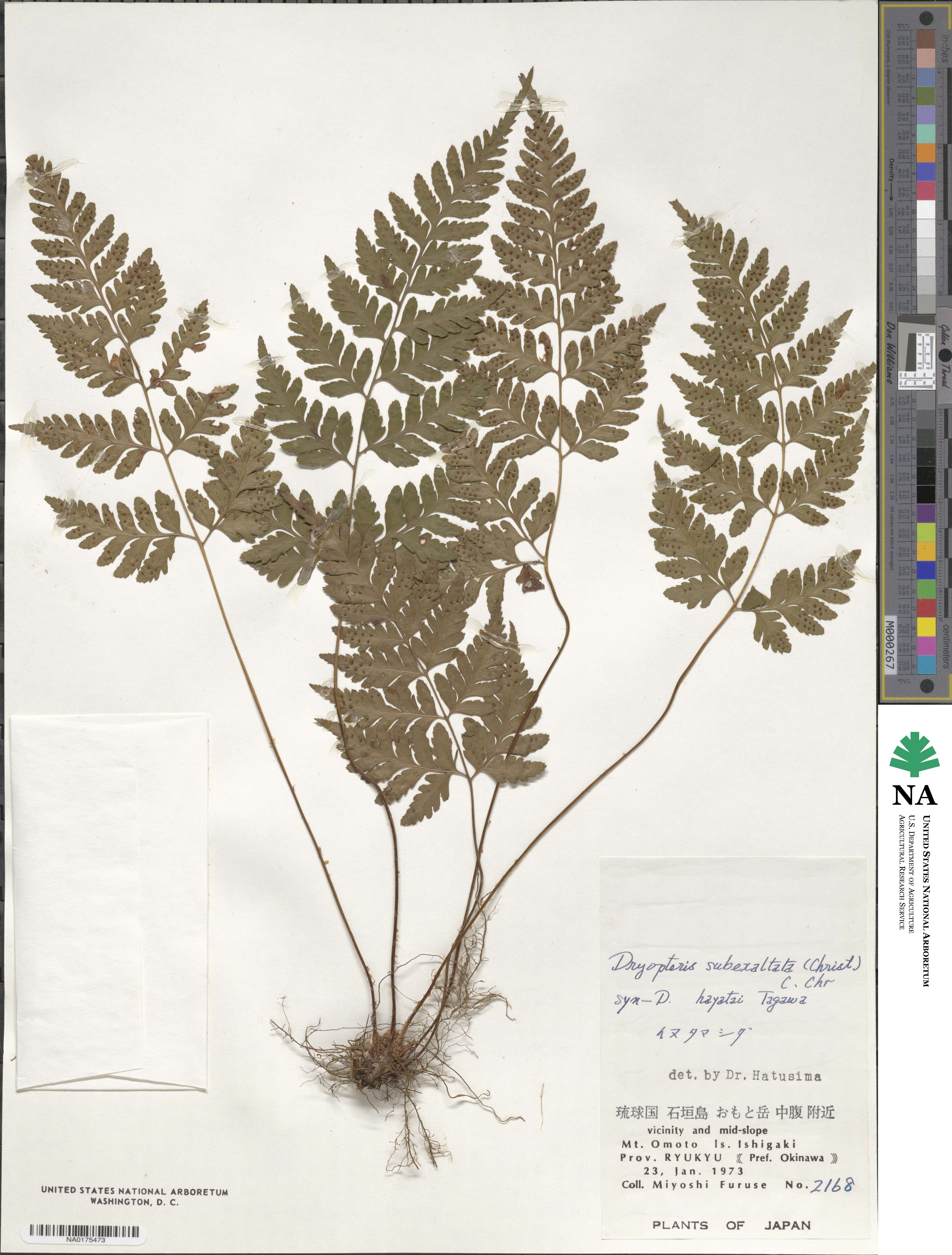 Dryopteris ×subexaltata image