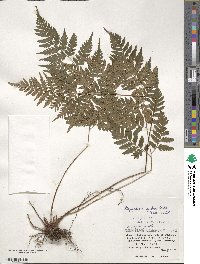 Dryopteris ×subexaltata image