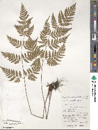 Dryopteris ×subexaltata image