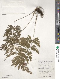 Dryopteris ×subexaltata image