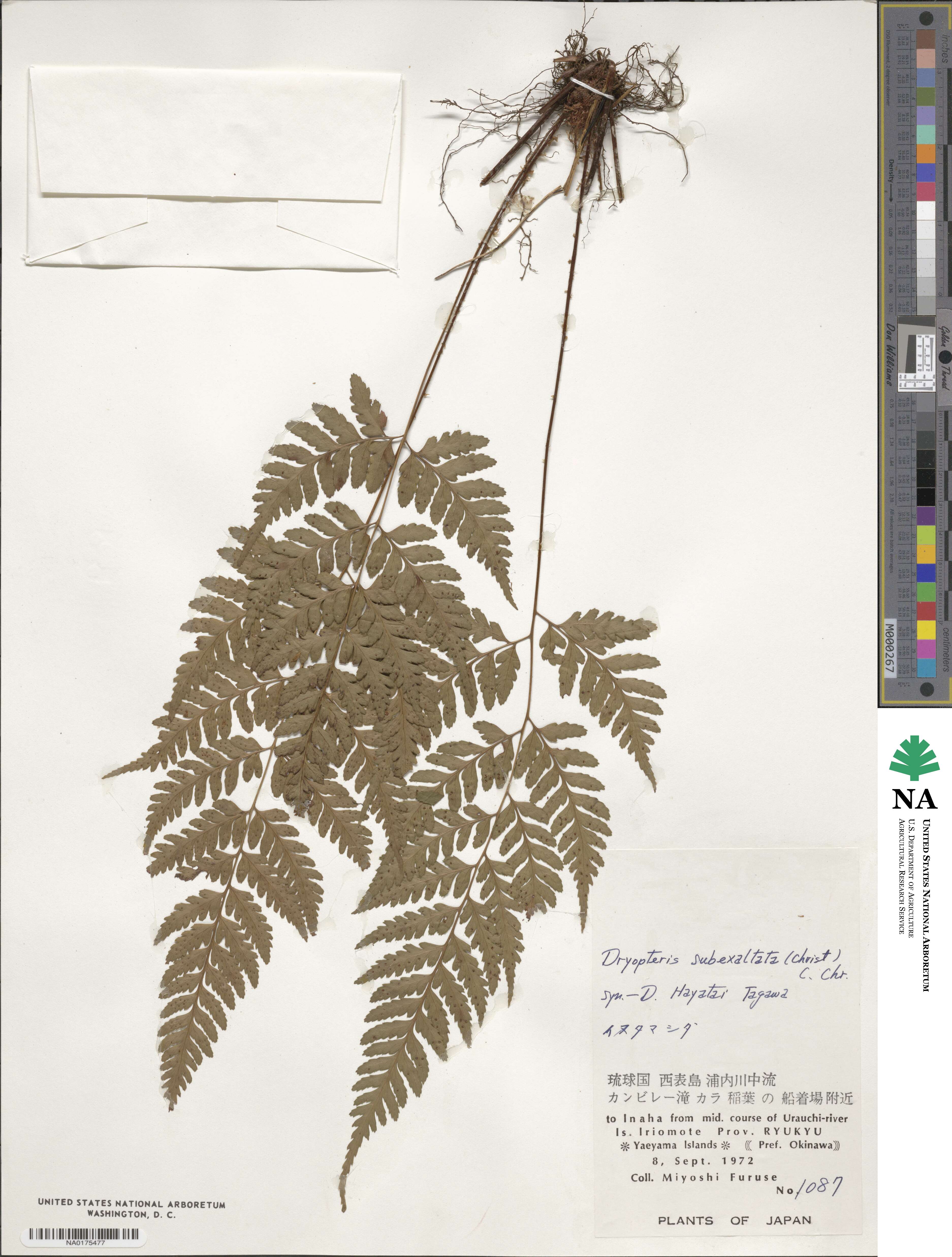 Dryopteris ×subexaltata image