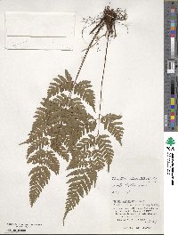 Dryopteris ×subexaltata image