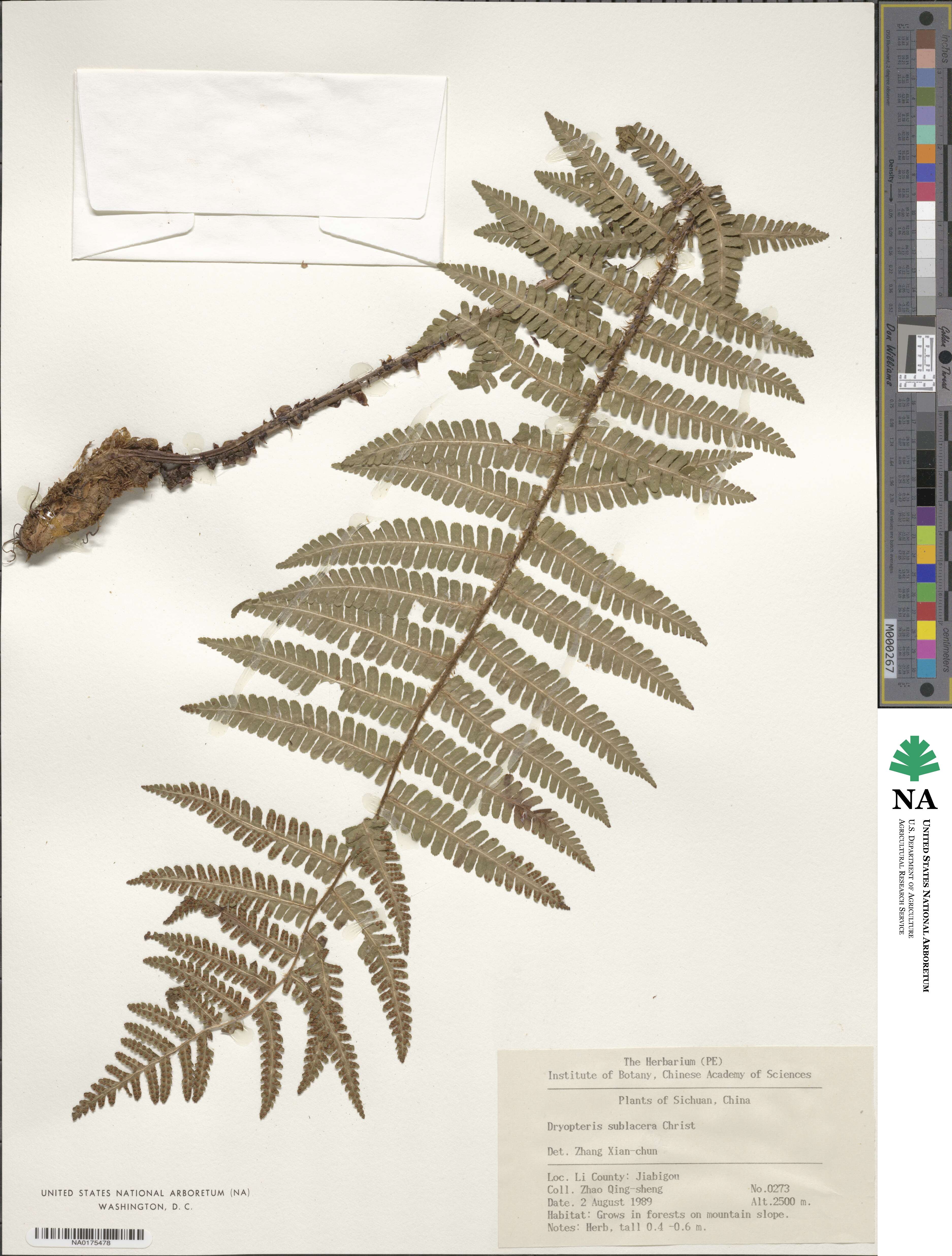 Dryopteris sublacera image