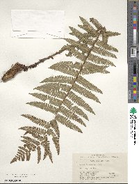 Dryopteris sublacera image