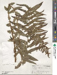 Dryopteris tokyoensis image