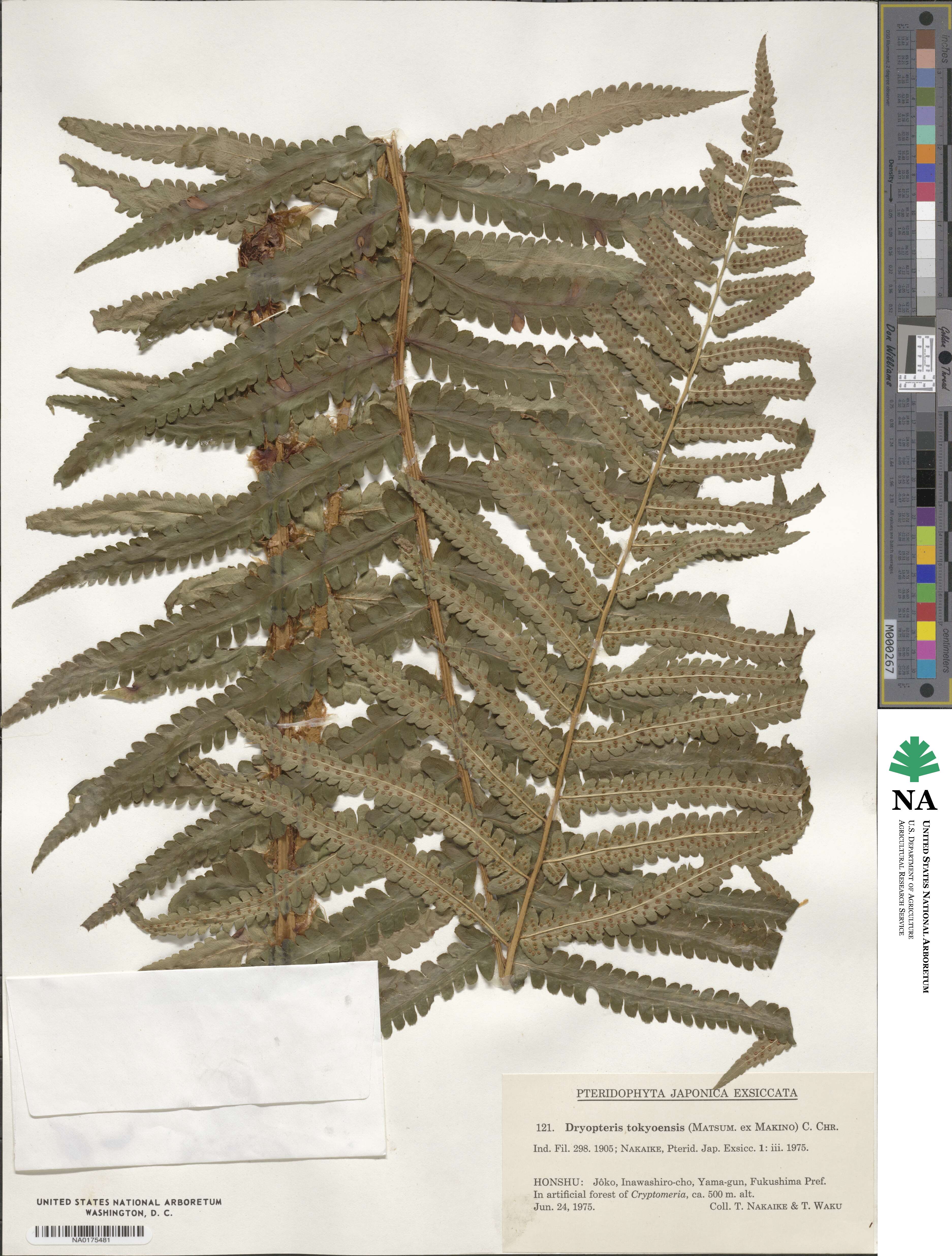 Dryopteris tokyoensis image