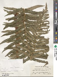 Dryopteris tokyoensis image