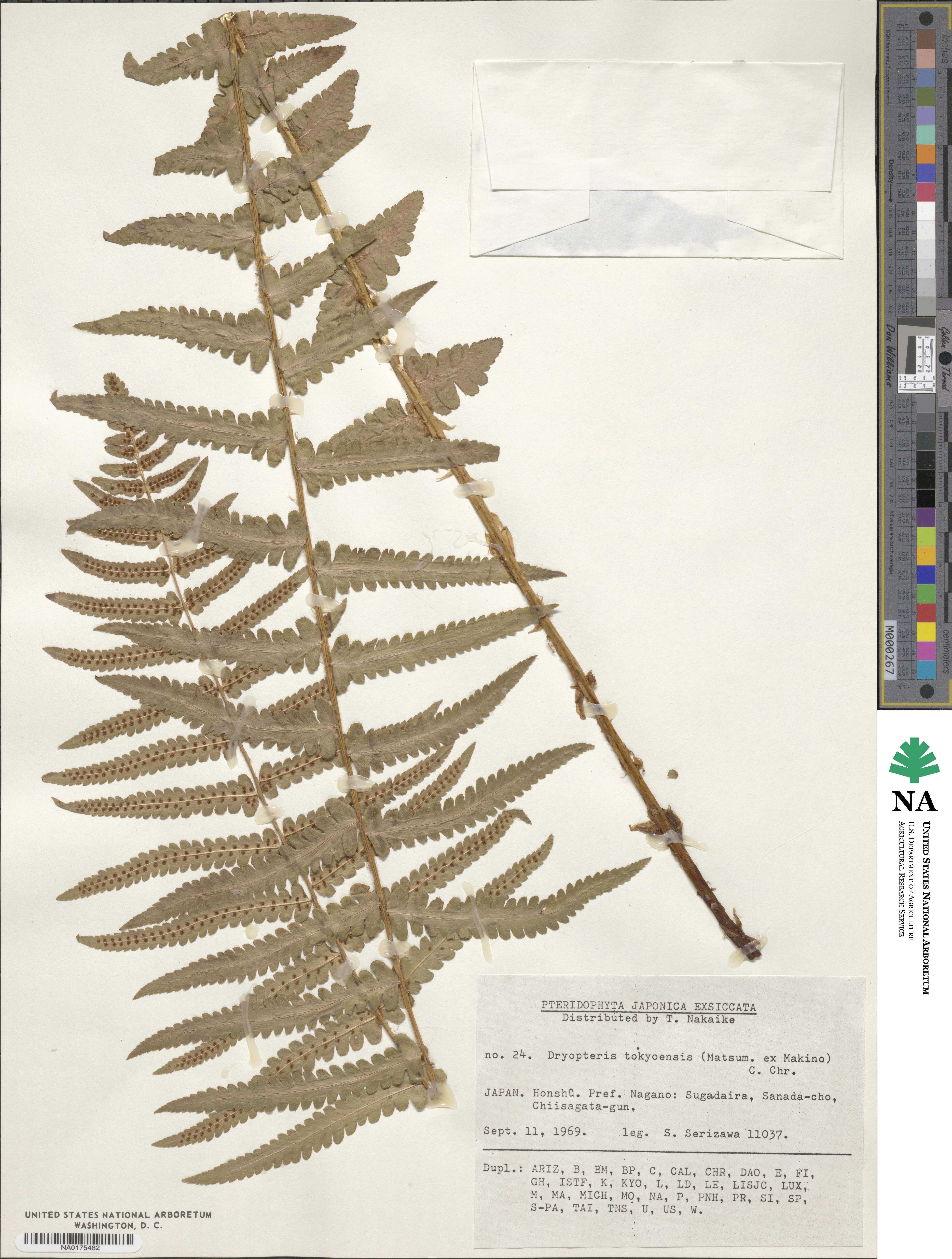 Dryopteris tokyoensis image