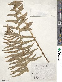 Dryopteris tokyoensis image