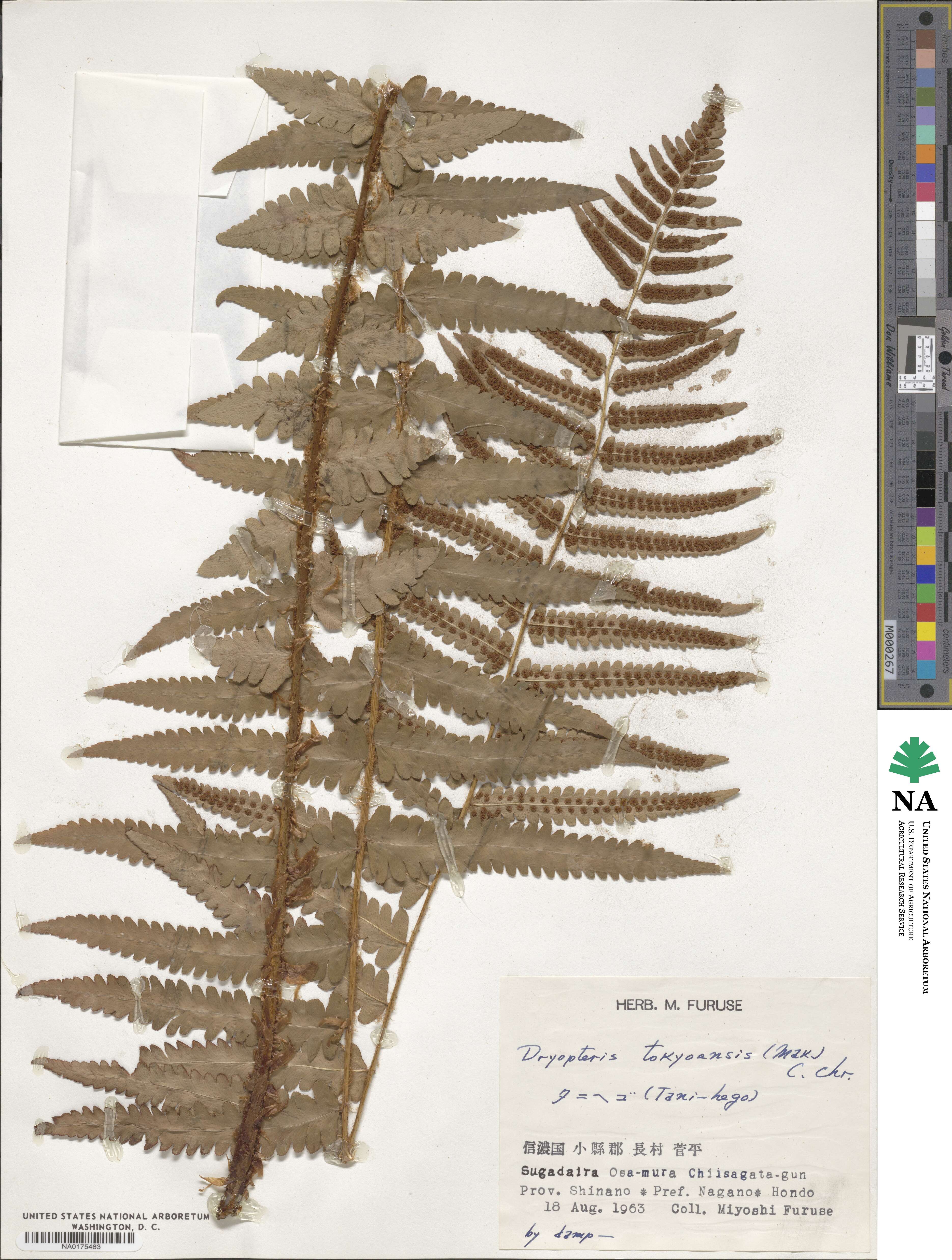 Dryopteris tokyoensis image