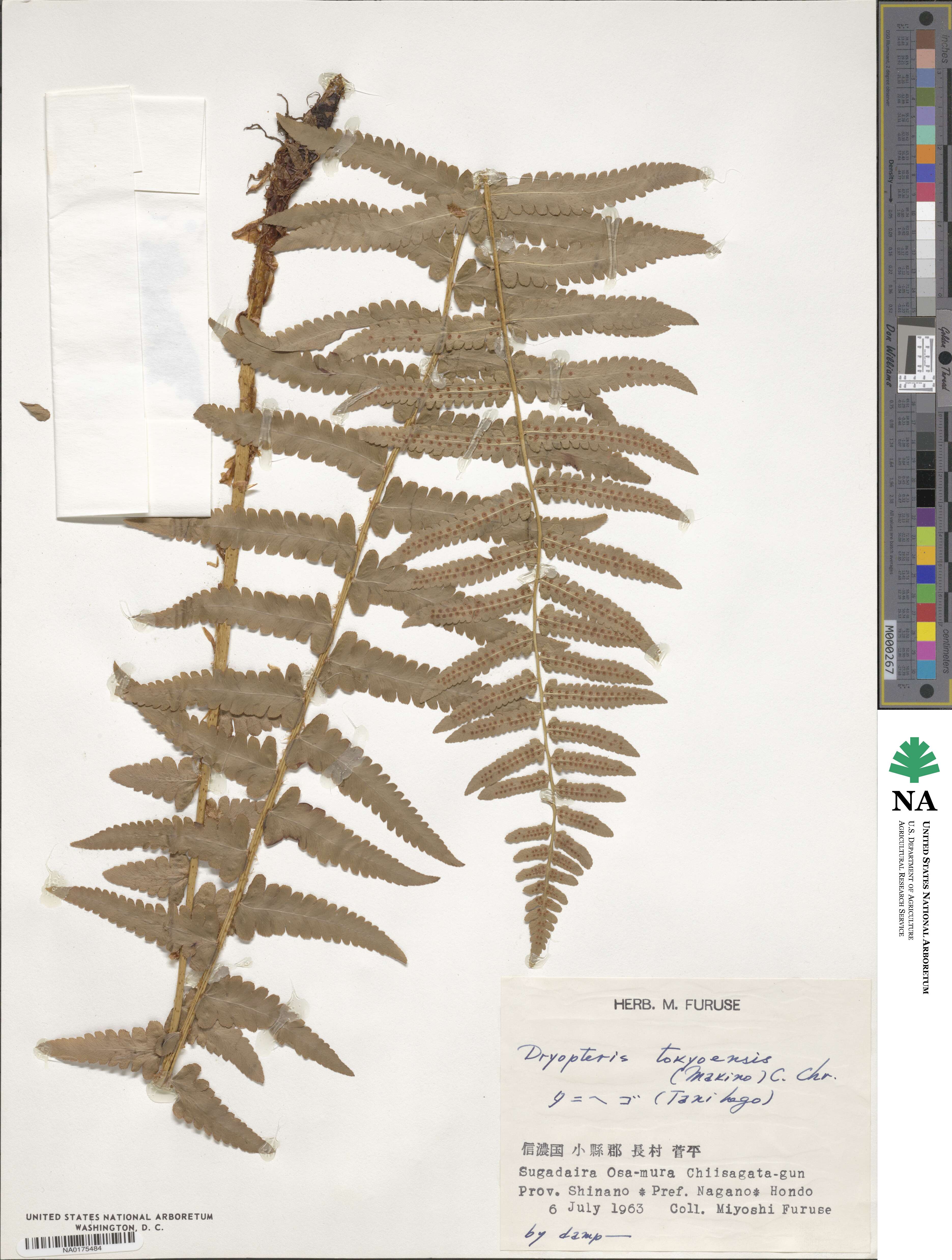 Dryopteris tokyoensis image