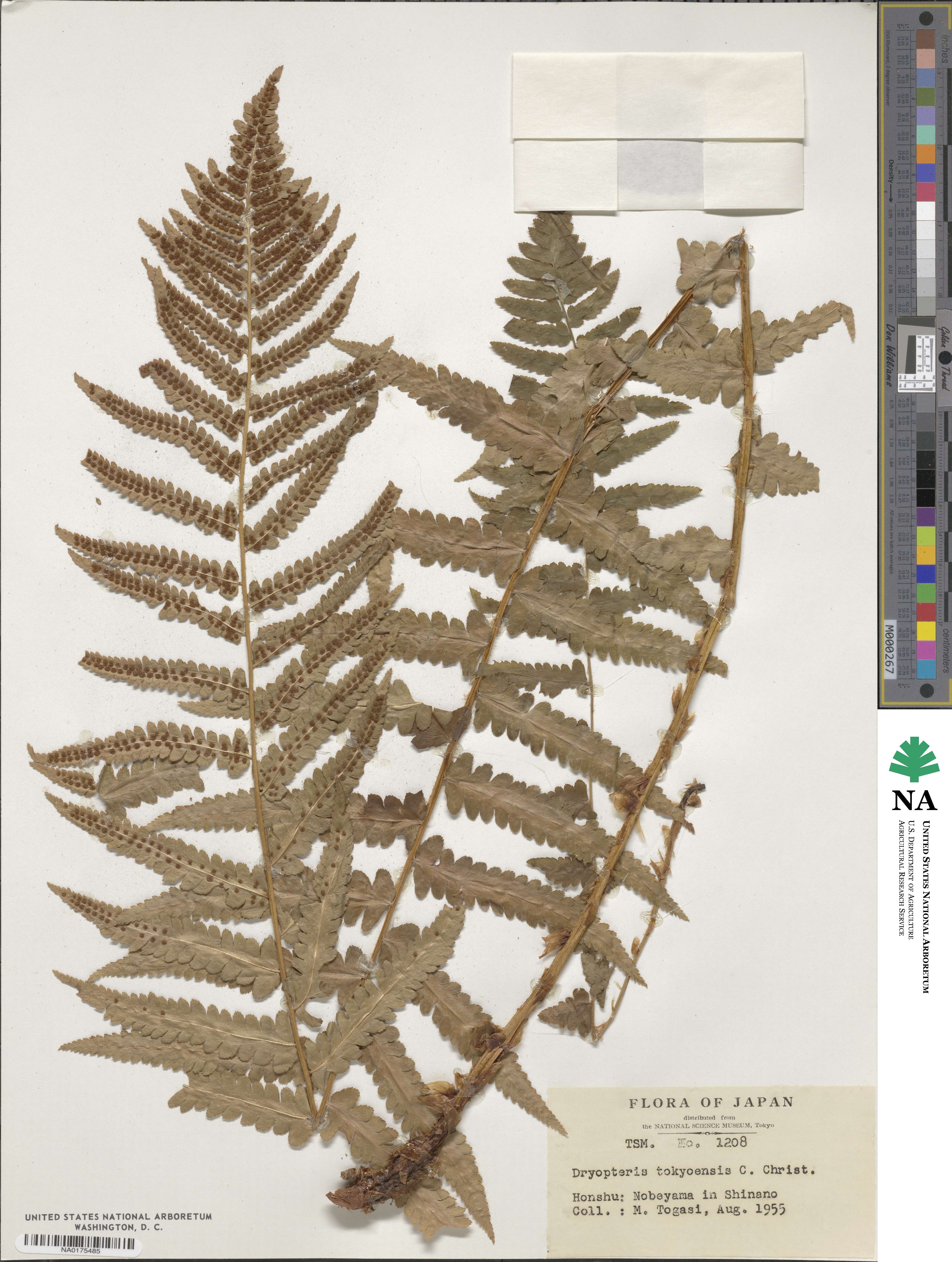 Dryopteris tokyoensis image