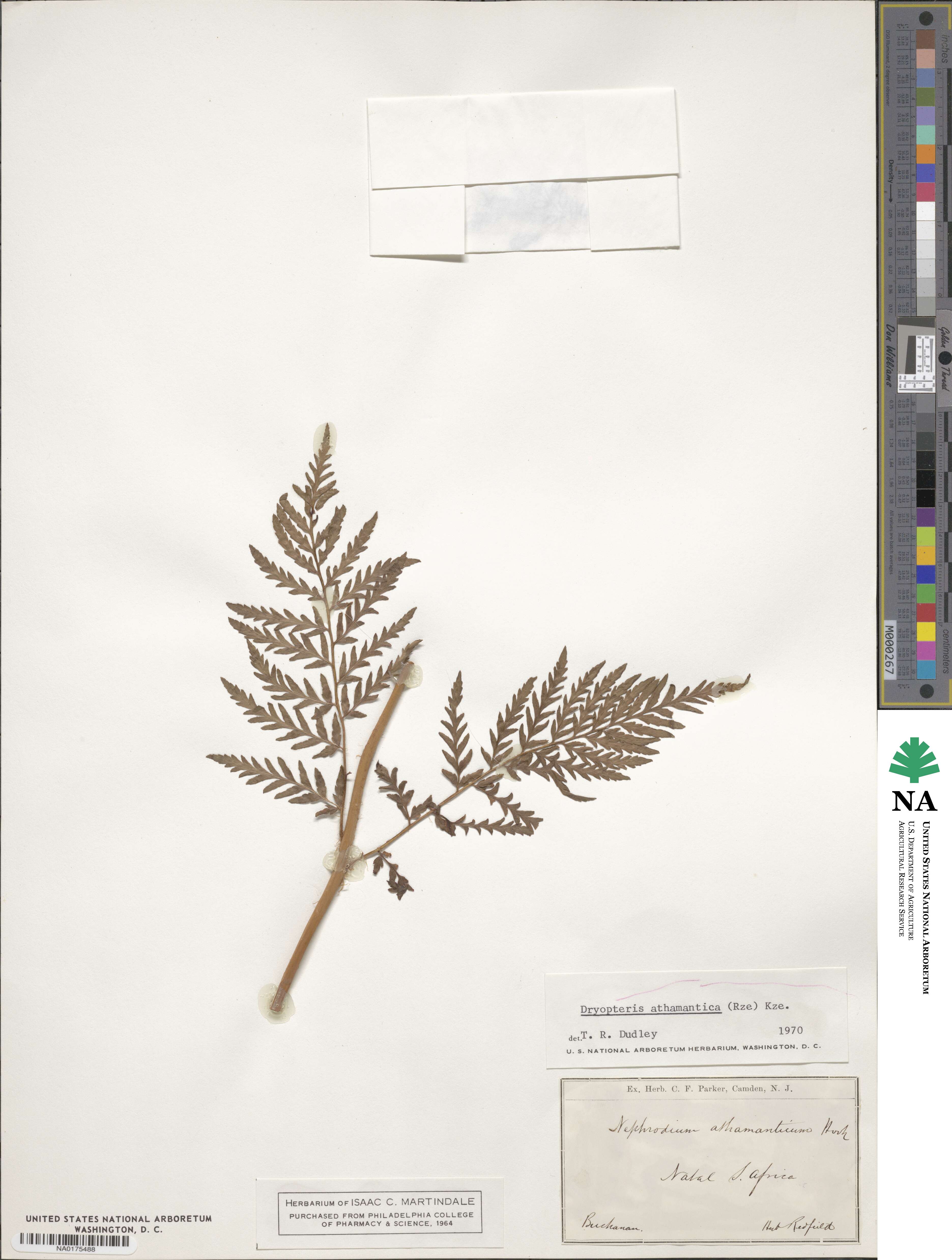 Dryopteris athamantica image