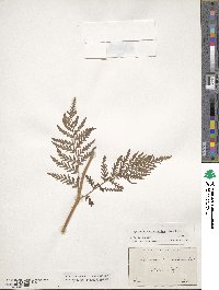 Image of Dryopteris athamantica