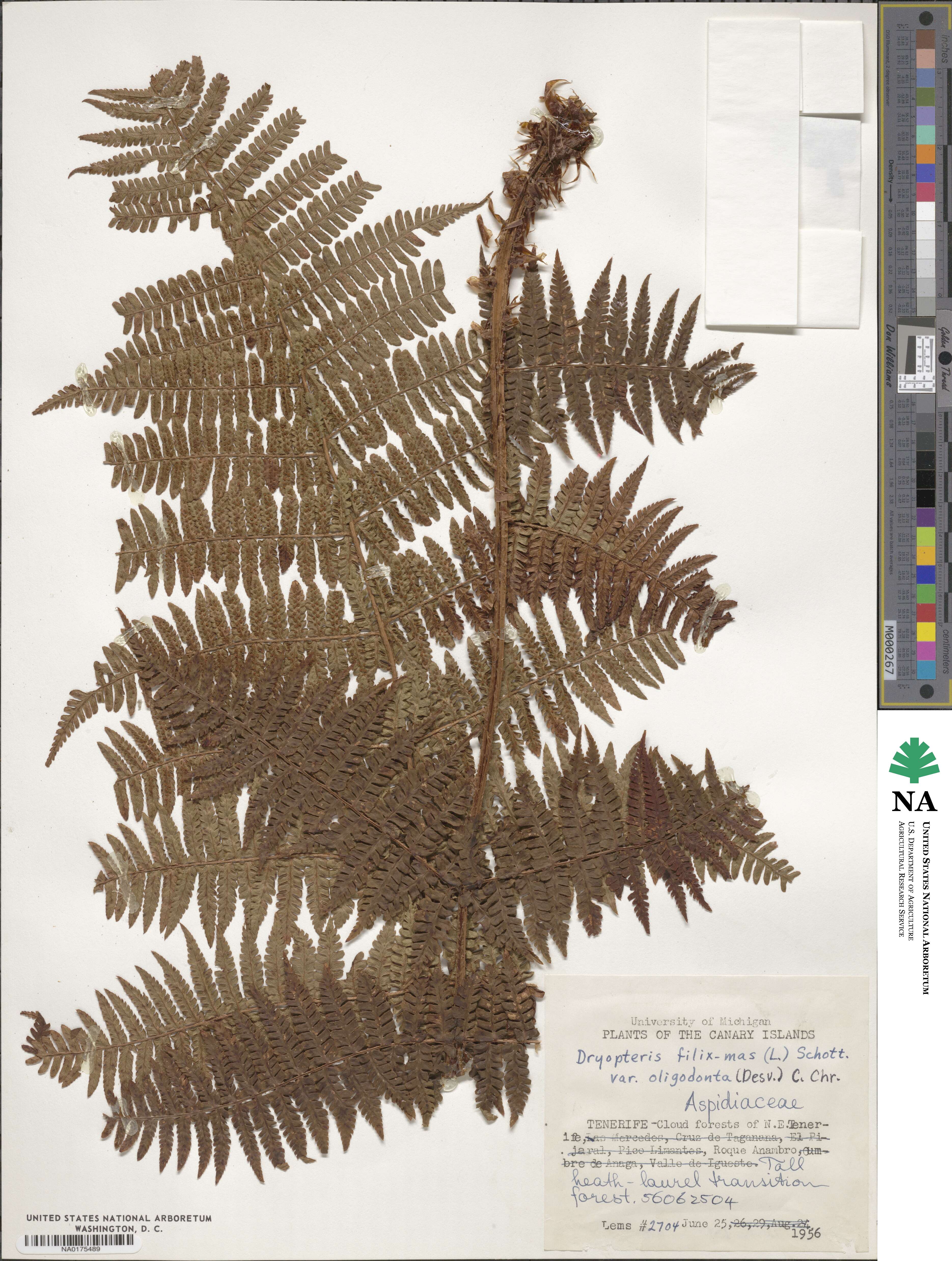 Dryopteris oligodonta image