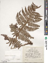 Dryopteris oligodonta image