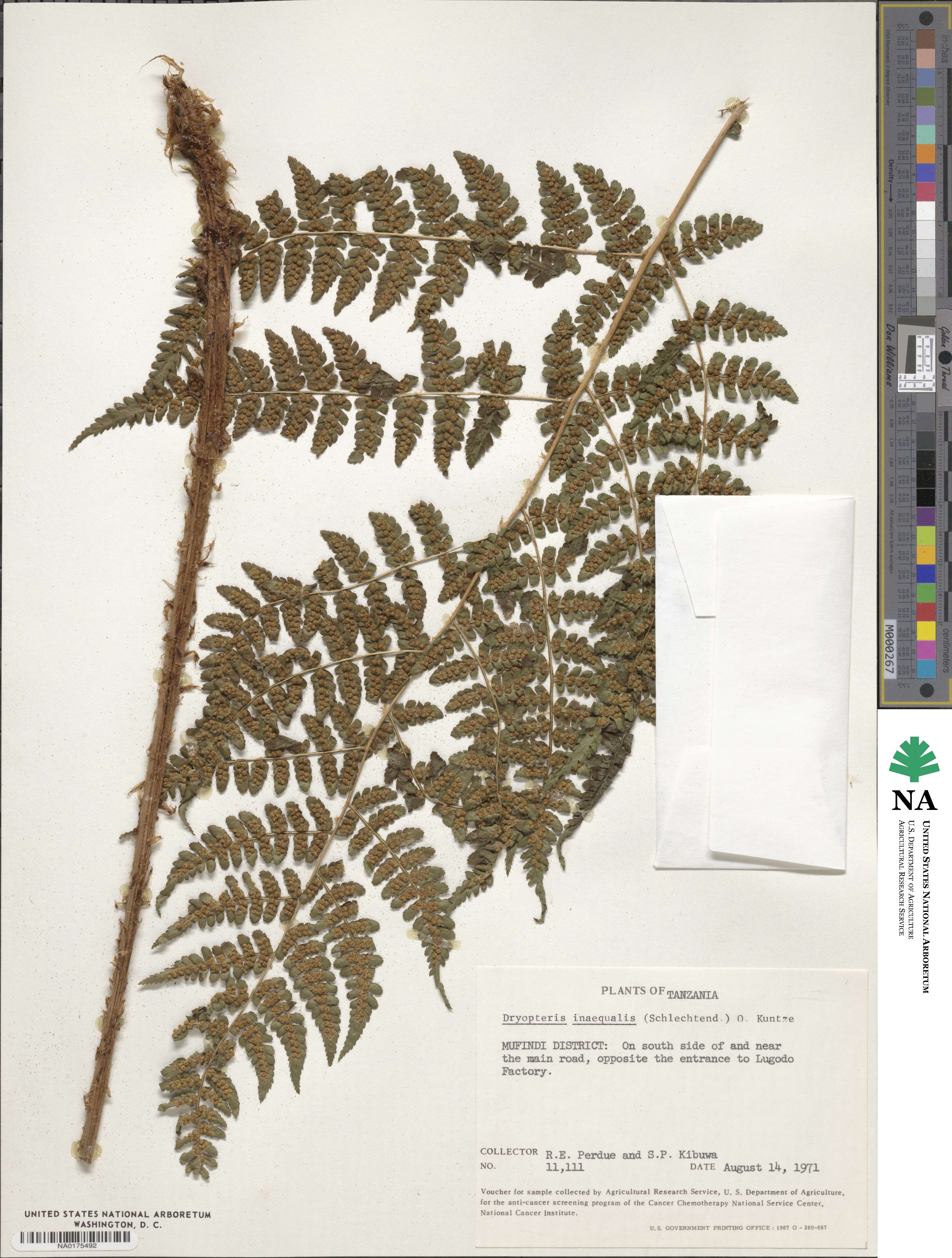 Dryopteris inaequalis image