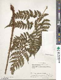 Image of Dryopteris inaequalis