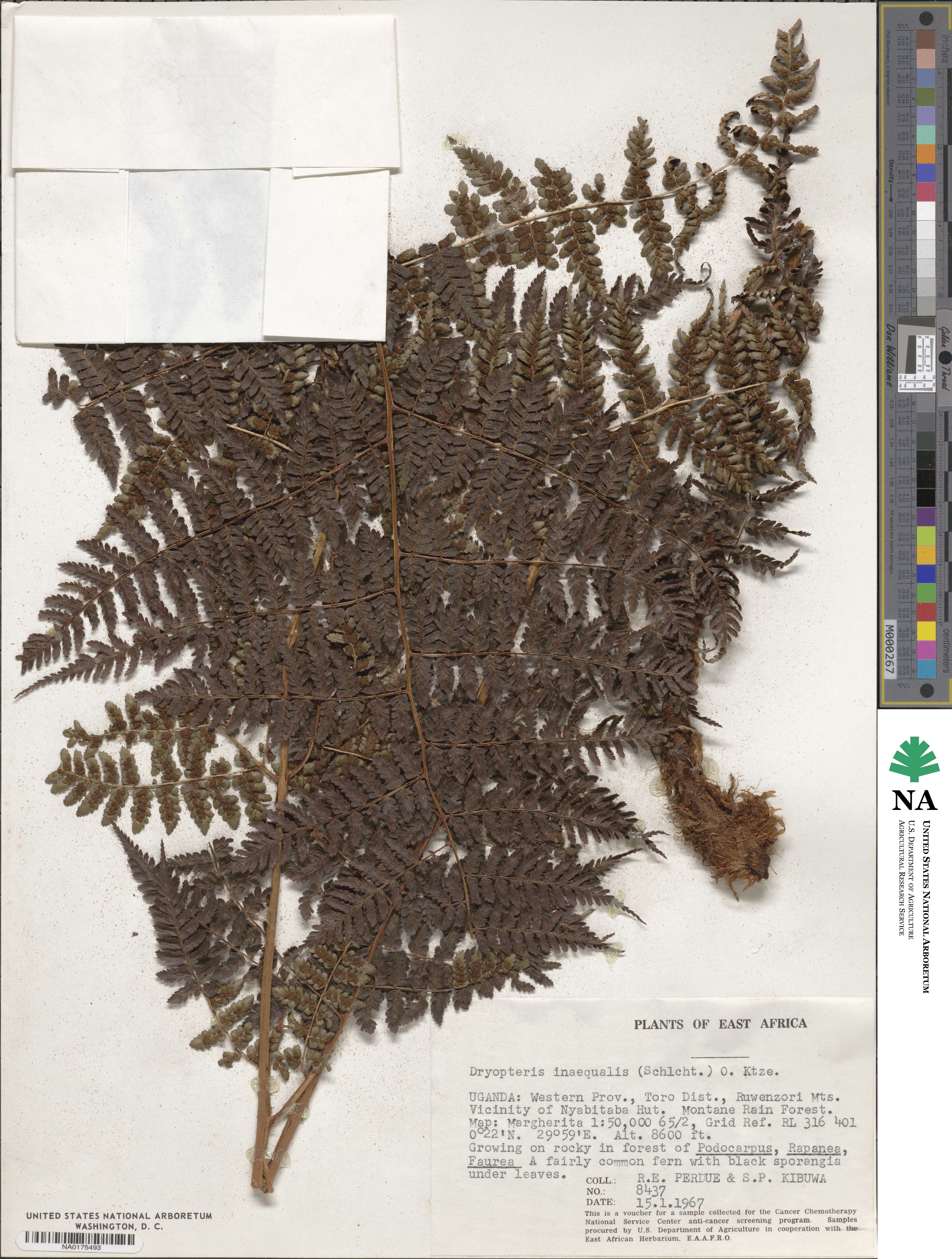 Dryopteris inaequalis image