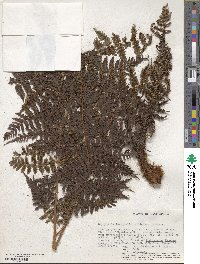 Dryopteris inaequalis image