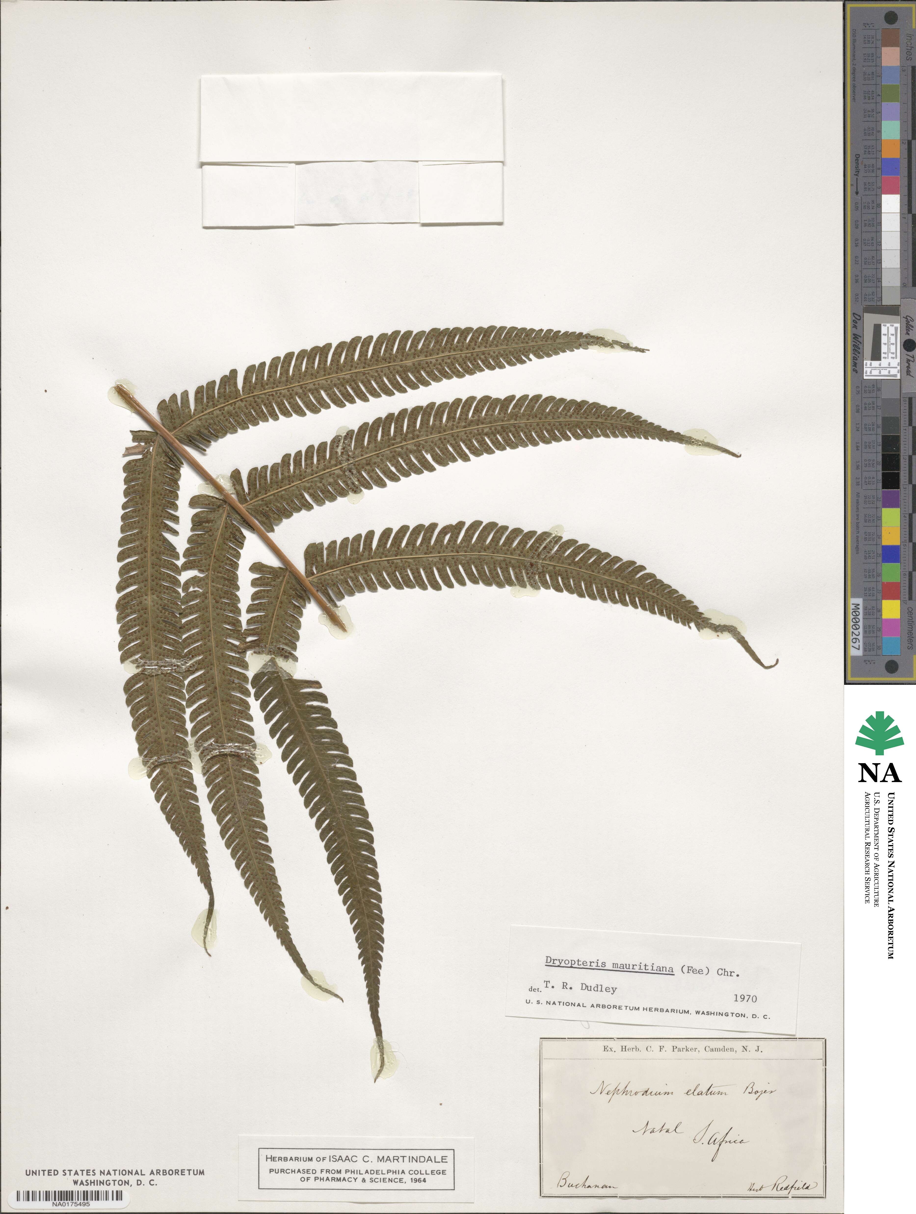 Sphaerostephanos elatus image
