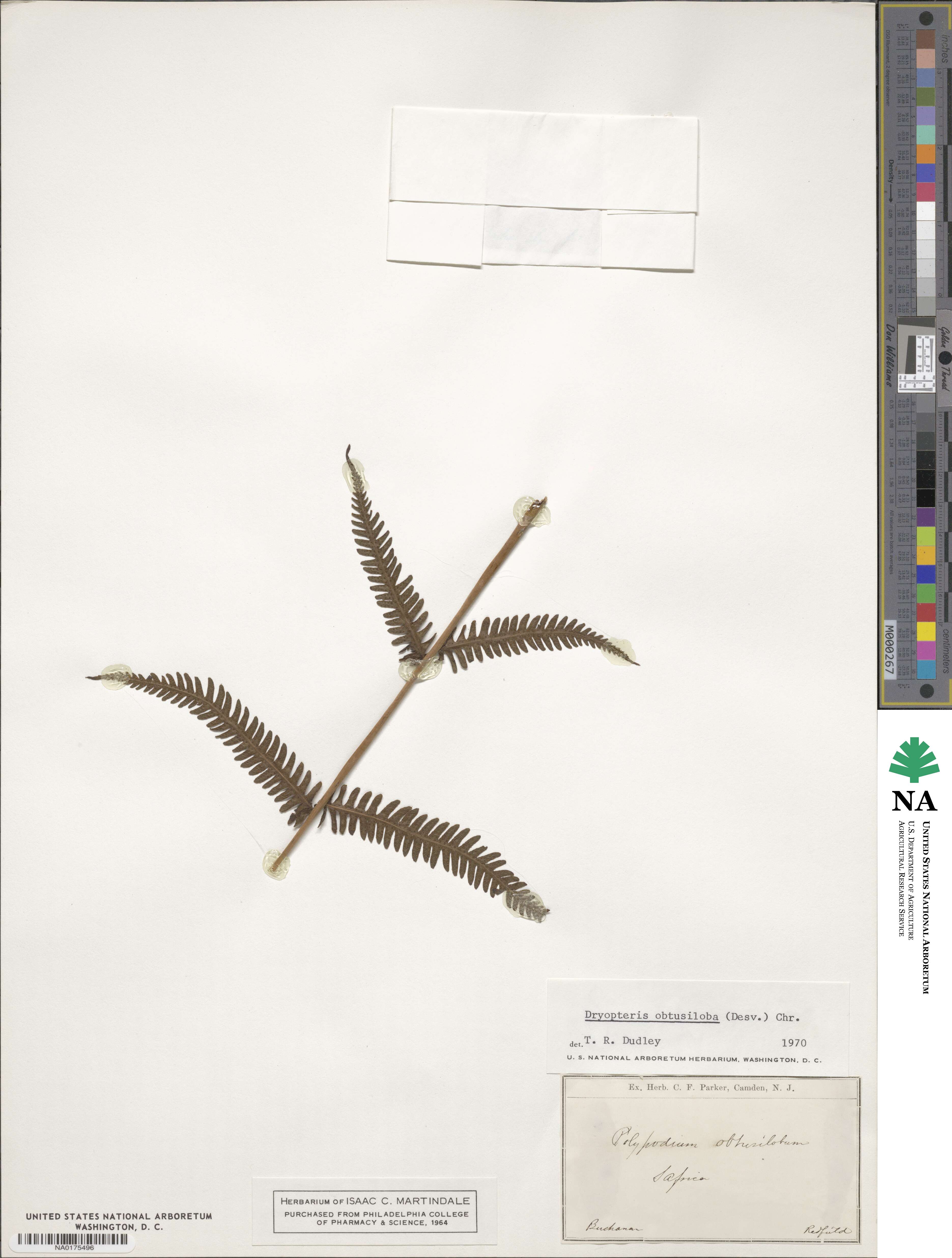 Dryopteris obtusiloba image