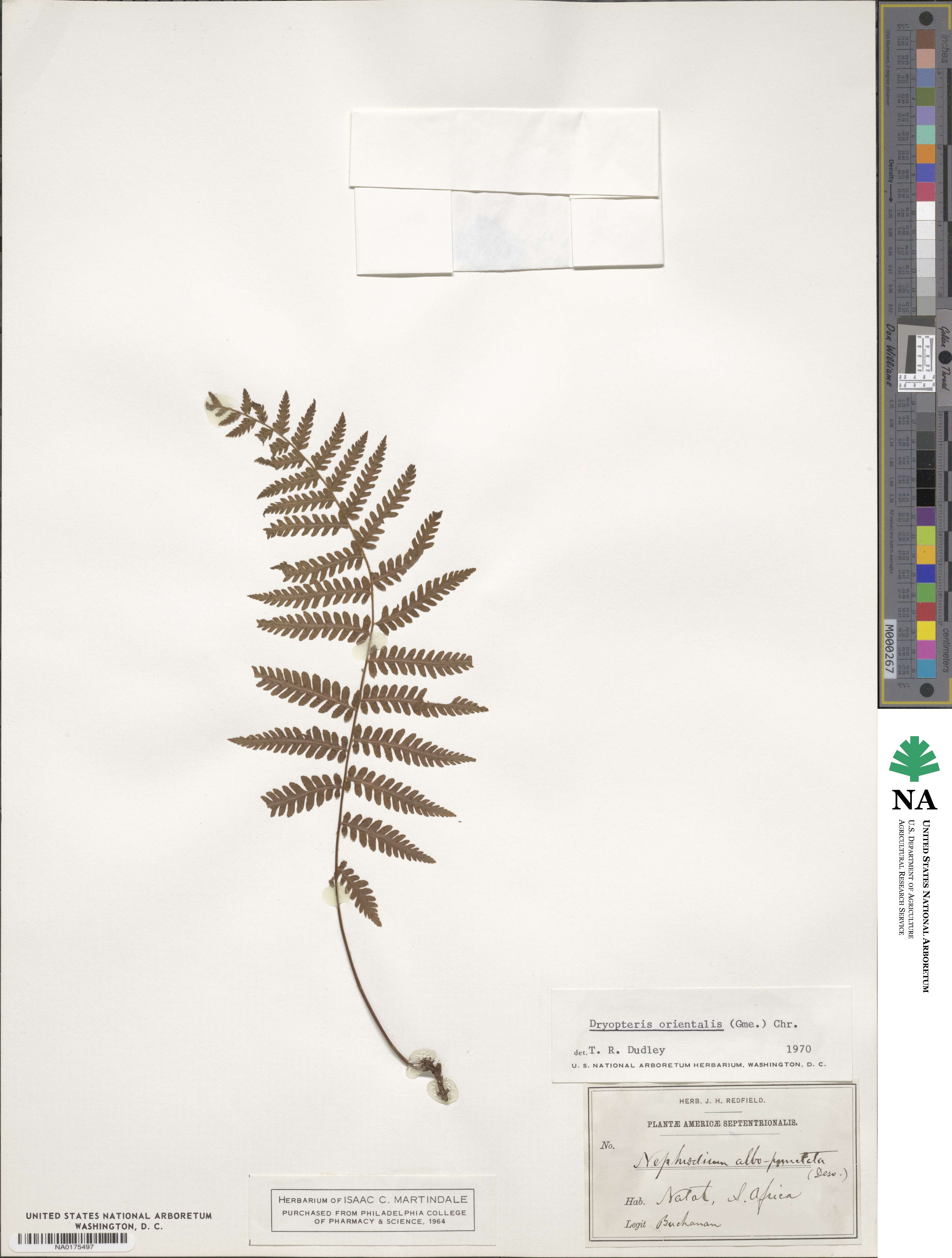 Arthropteris orientalis image