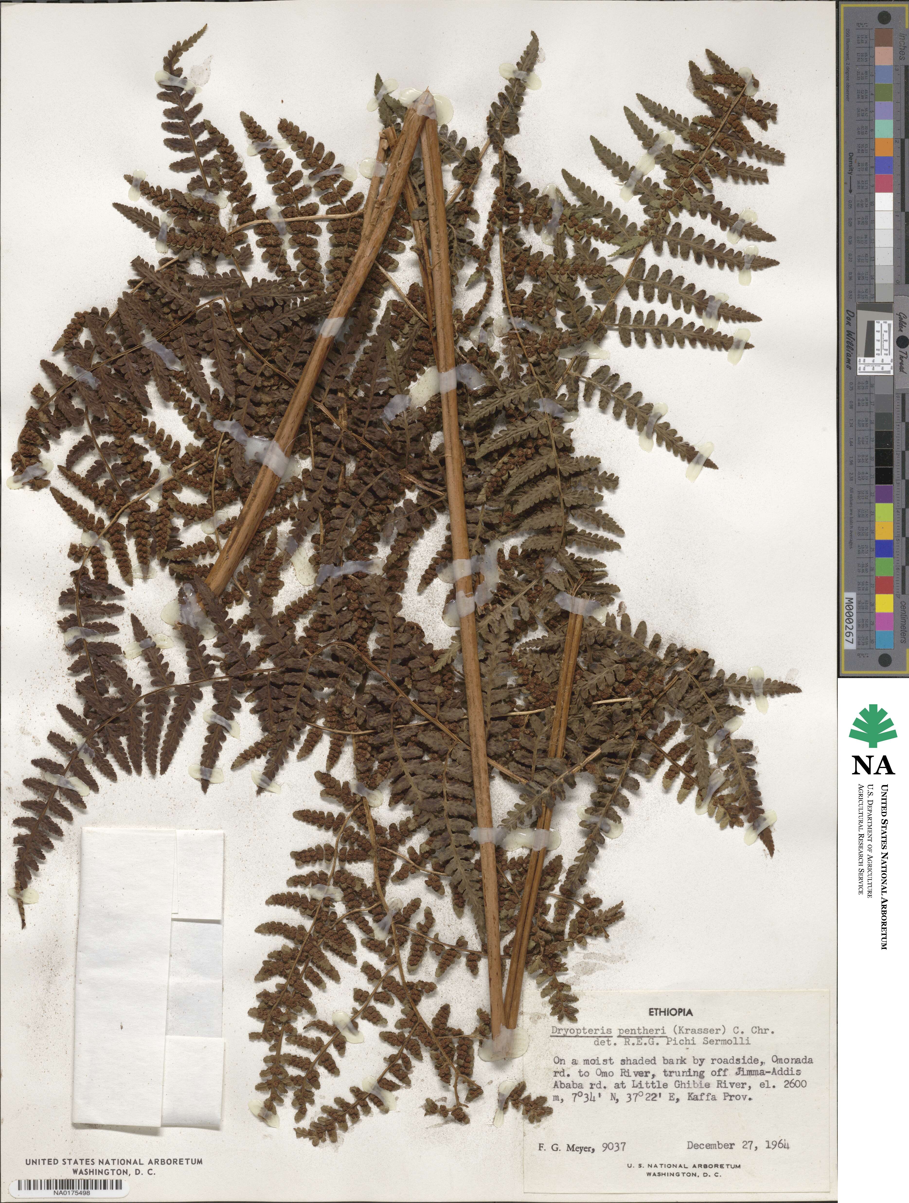 Dryopteris pentheri image