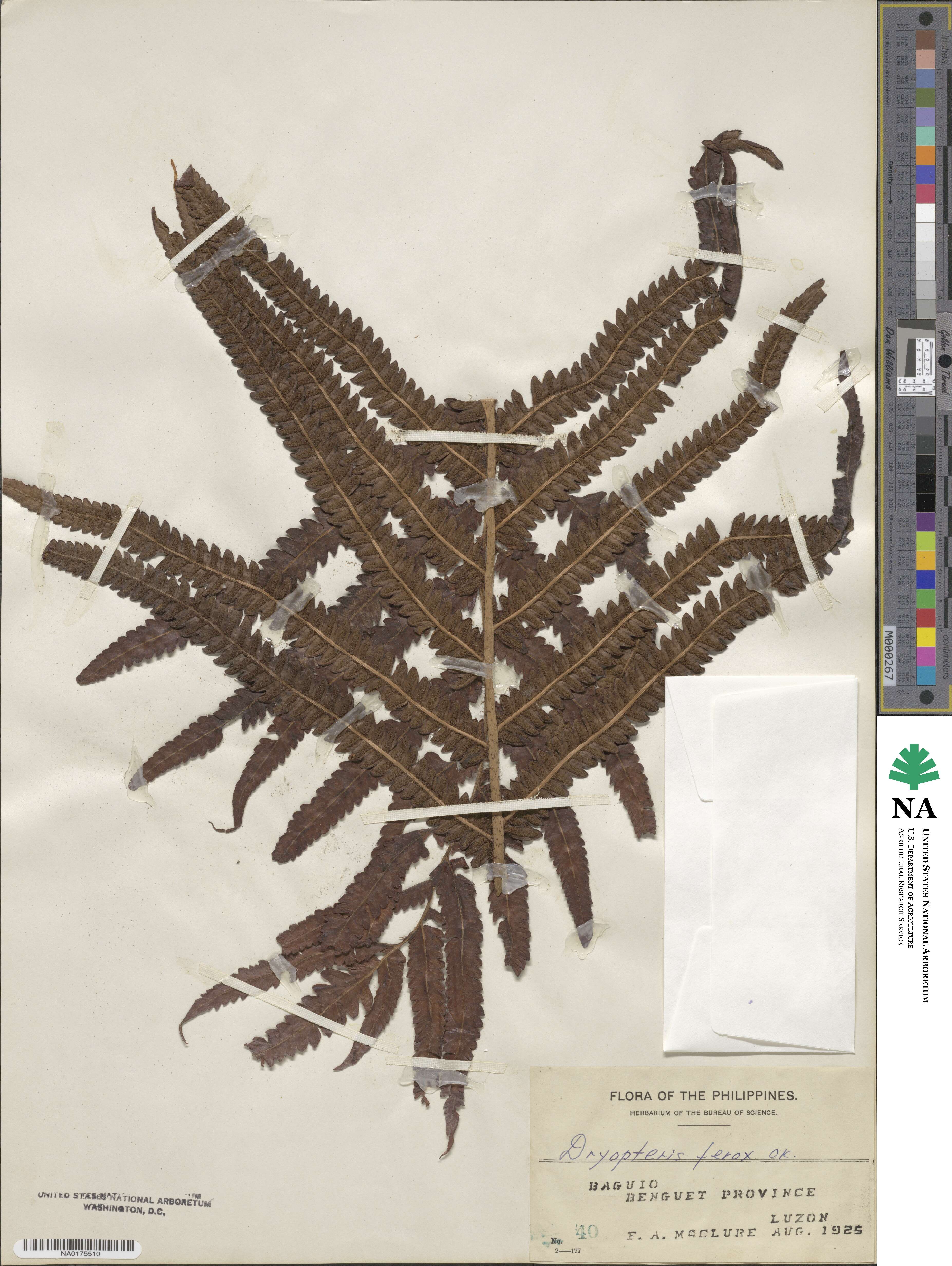 Chingia ferox image