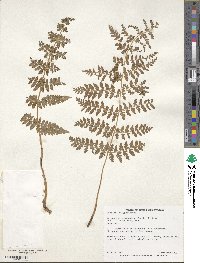 Dryopteris intermedia image