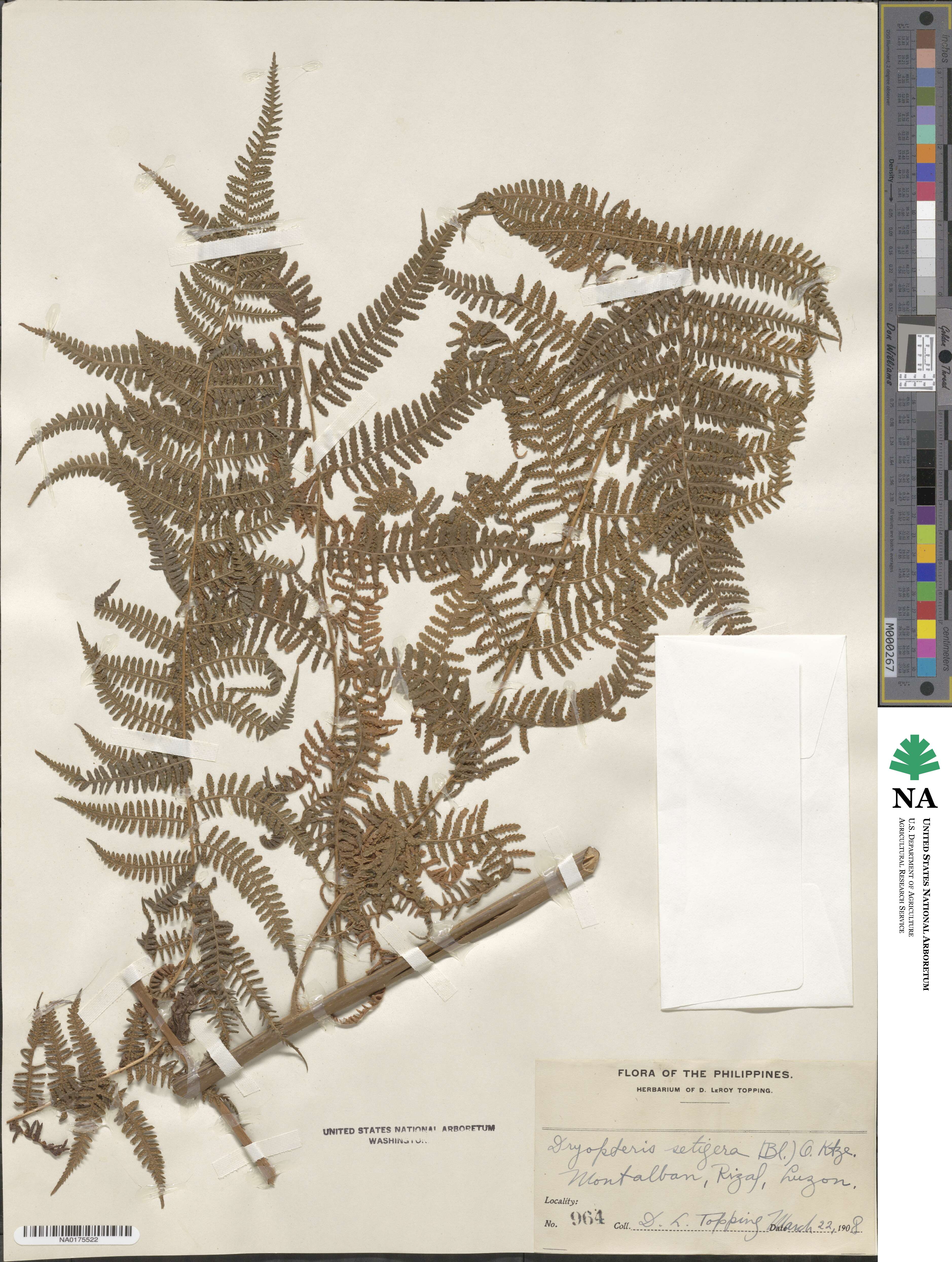 Macrothelypteris torresiana image