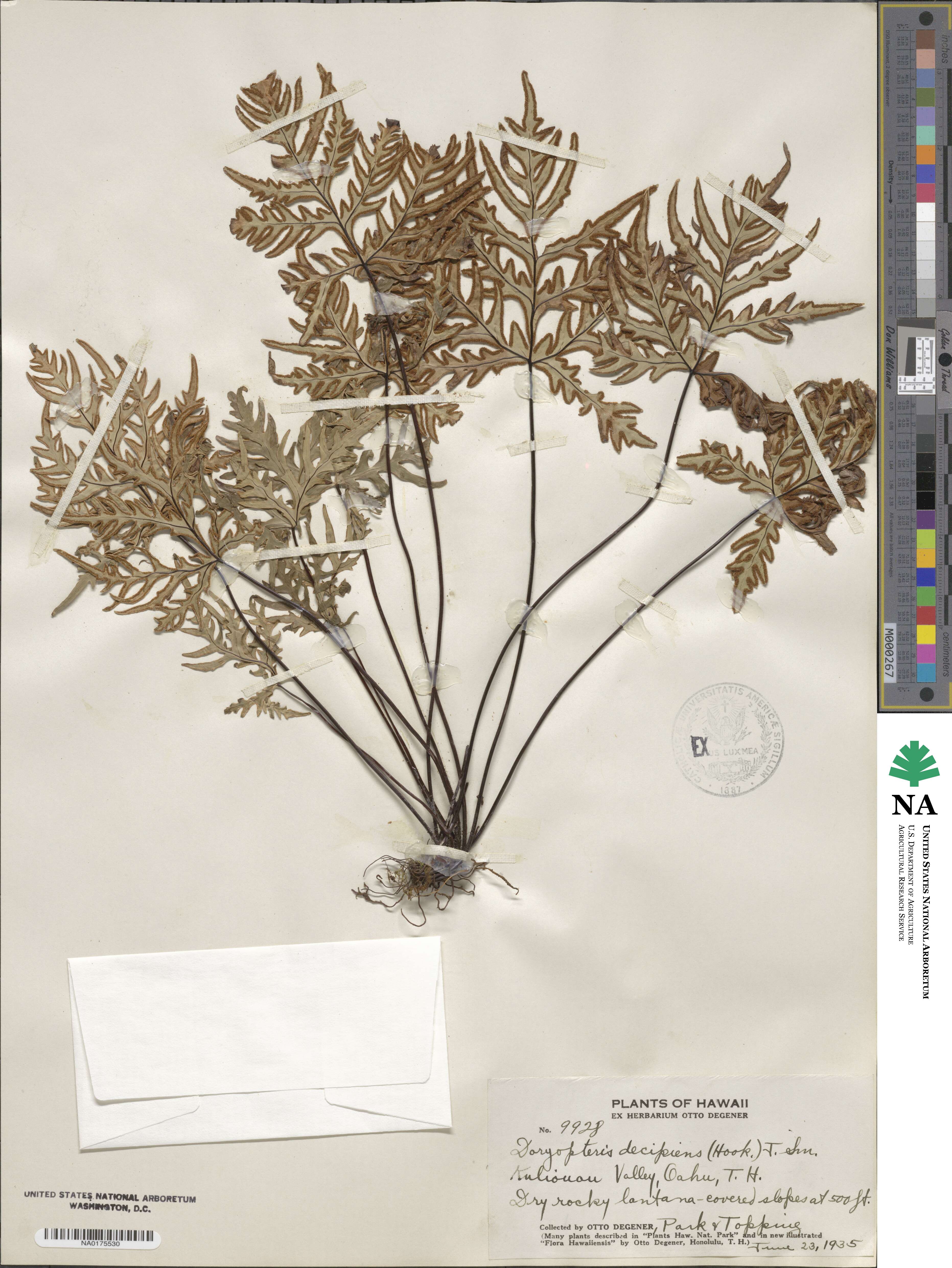 Dryopteris decipiens image