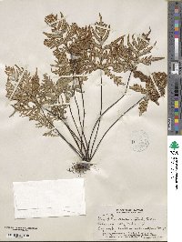 Dryopteris decipiens image