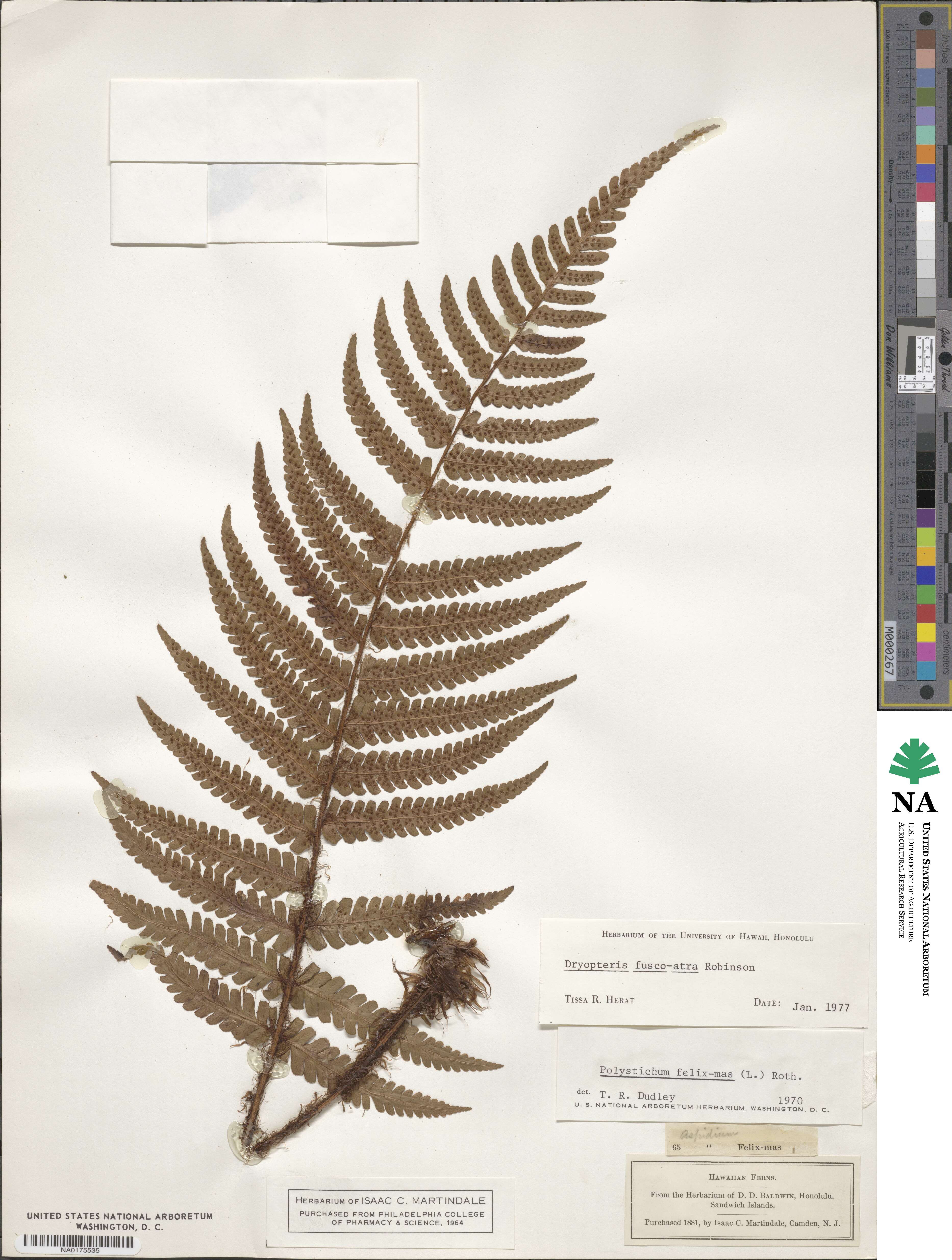 Dryopteris fuscoatra image