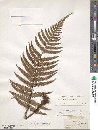 Image of Dryopteris fuscoatra