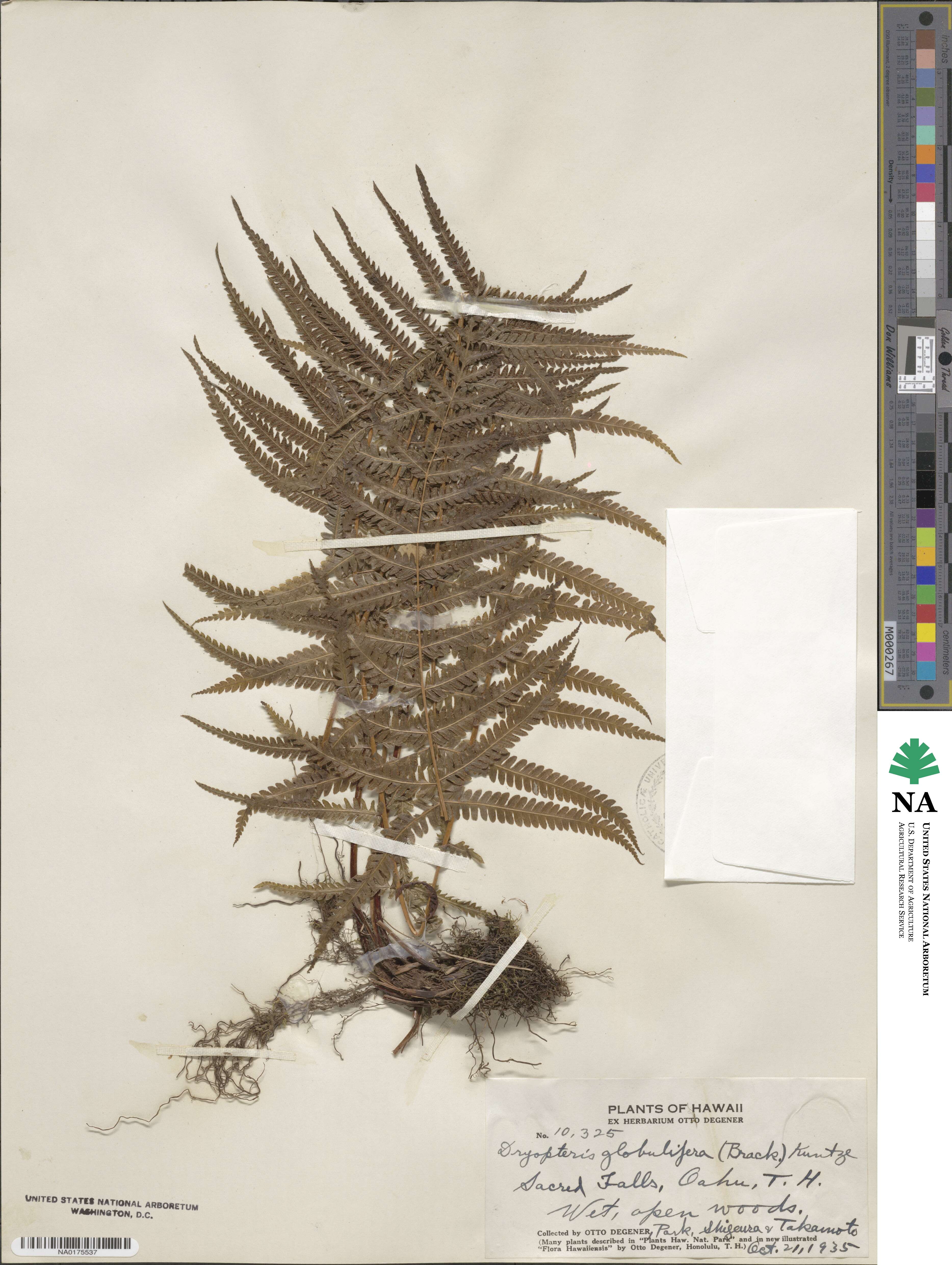 Amauropelta globulifera image