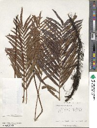 Image of Dryopteris goggilodus