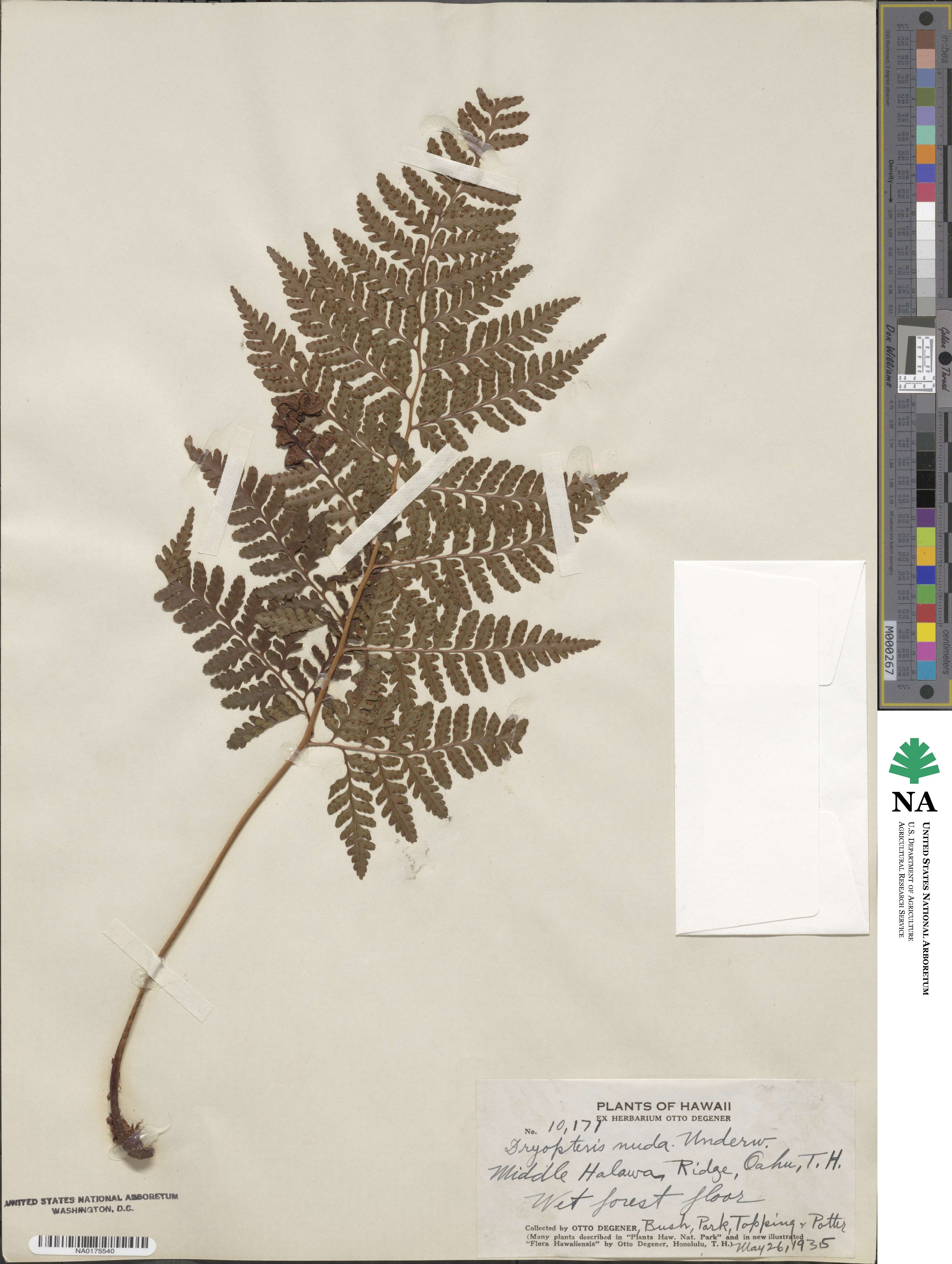 Dryopteris glabra image