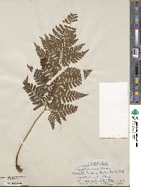 Dryopteris glabra image