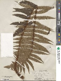 Dryopteris wallichiana subsp. wallichiana image