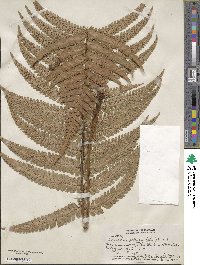 Dryopteris wallichiana subsp. wallichiana image