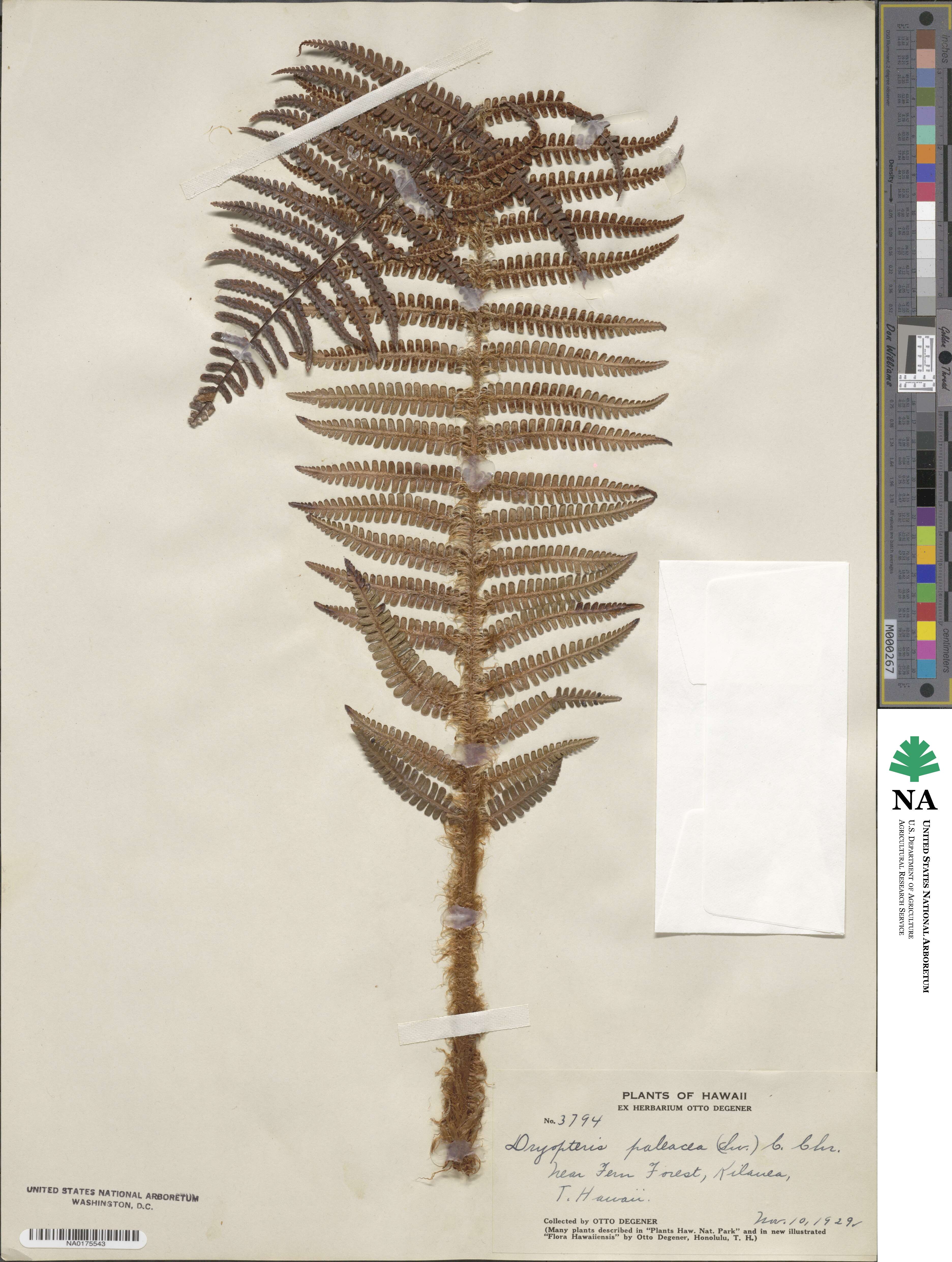 Dryopteris wallichiana subsp. wallichiana image