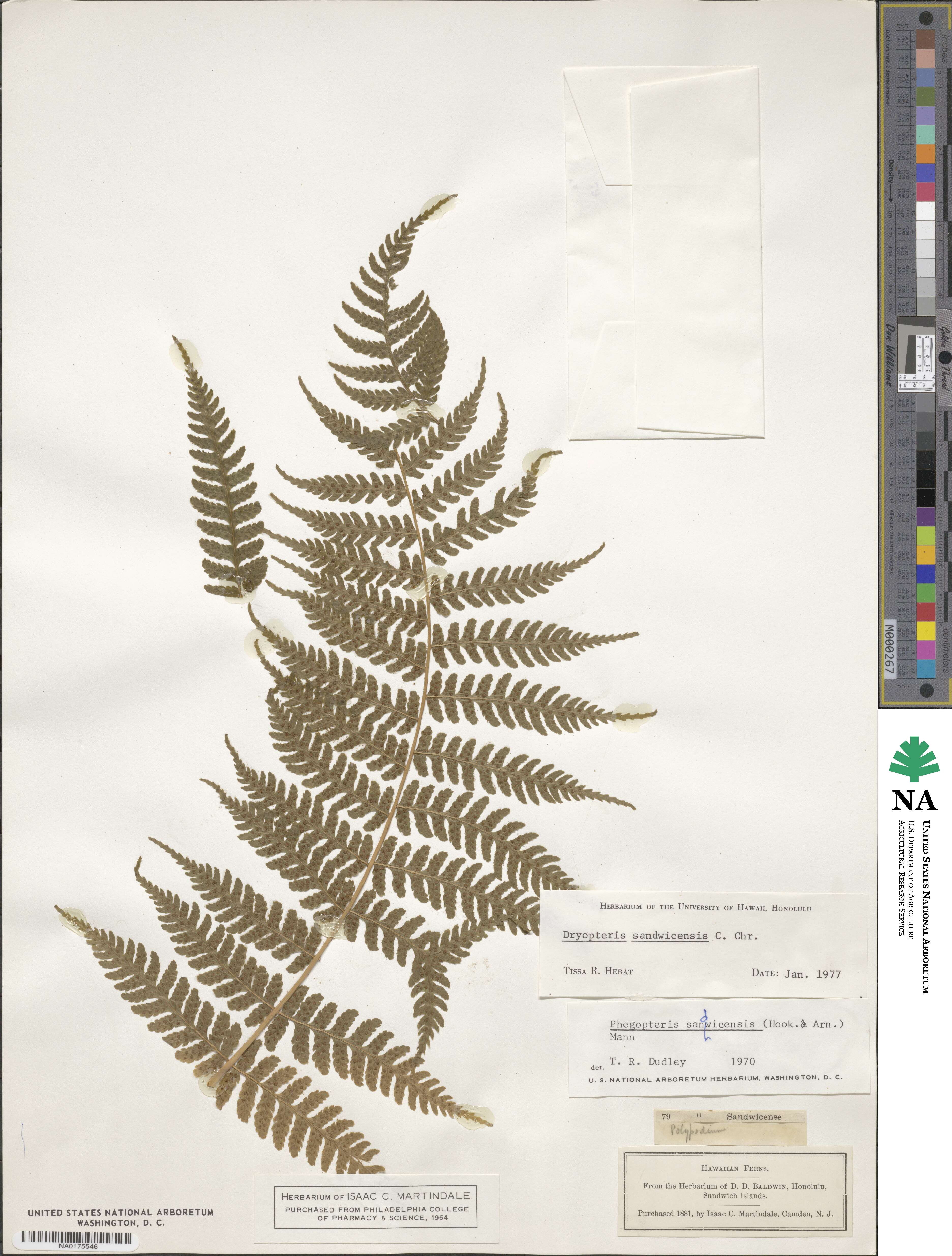 Dryopteris sandwicensis image