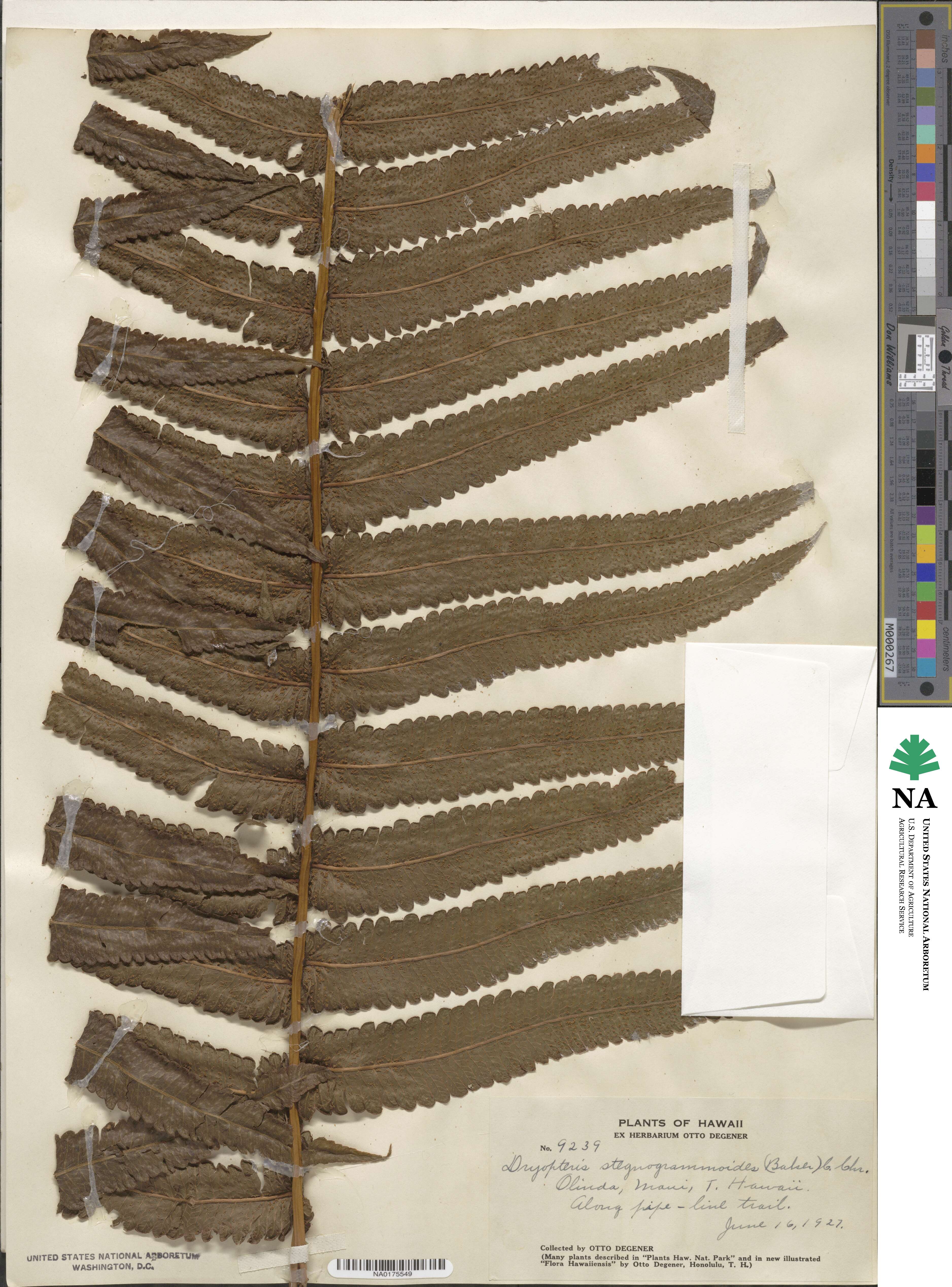 Hoiokula sandwicensis image