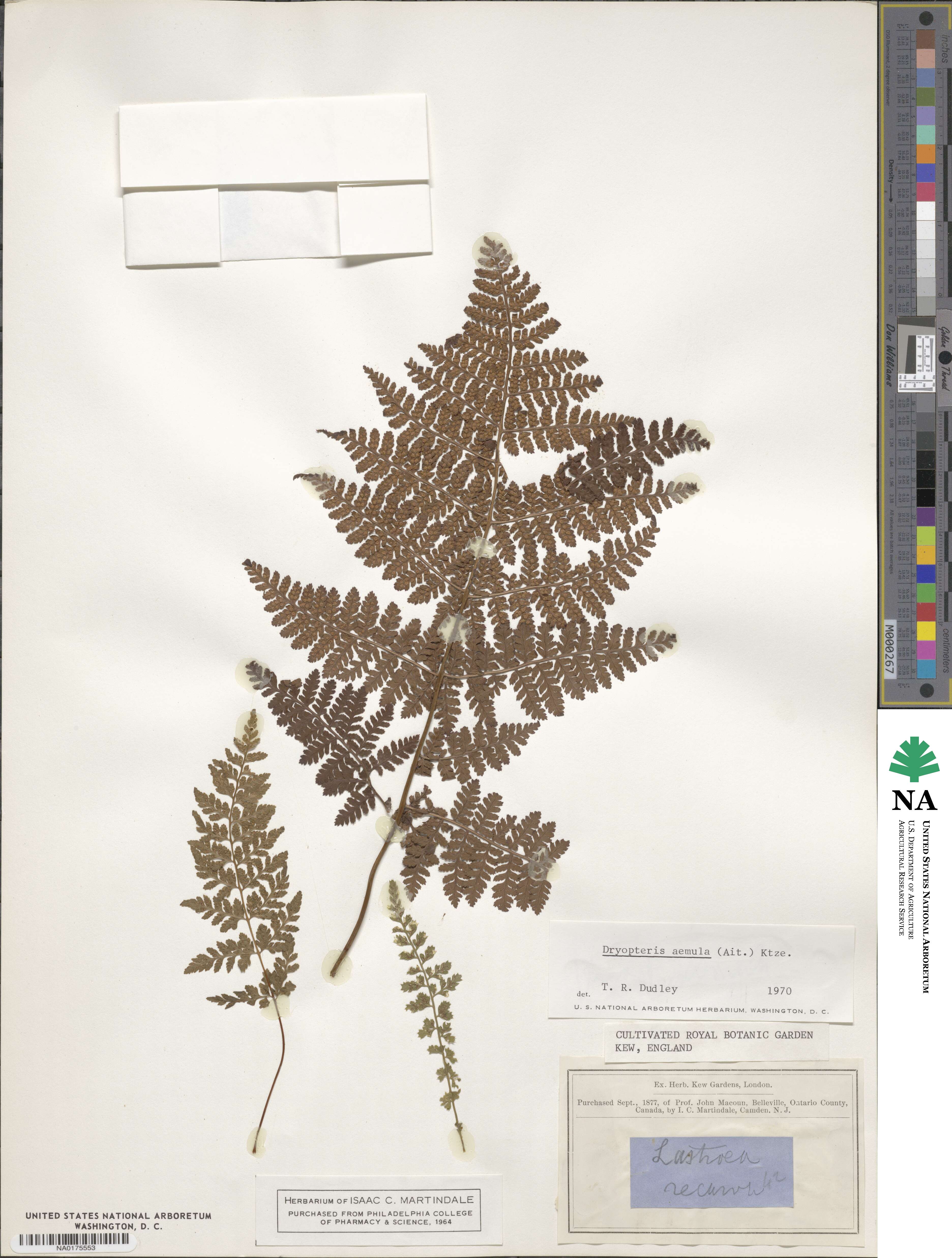 Dryopteris aemula image