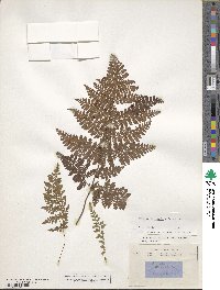 Dryopteris aemula image