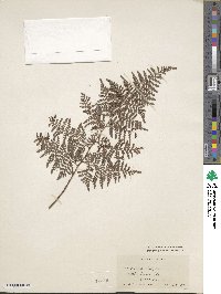 Maxonia apiifolia image