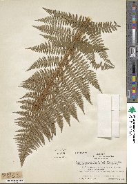 Dryopteris arguta image