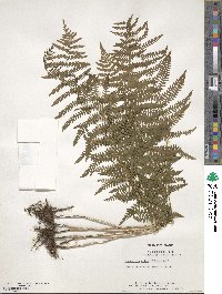 Dryopteris celsa image