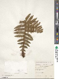 Dryopteris crassirhizoma image